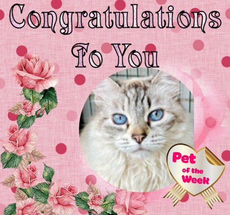 purujit1912 uploaded   43  day/s  ago