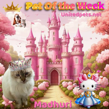 purujit1912 uploaded   43  day/s  ago