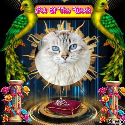 purujit1912 uploaded   36  day/s  ago