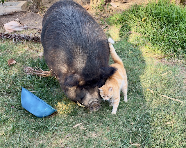 purujit1912 uploaded   1 year/s ago