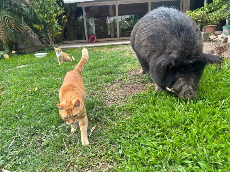 purujit1912 uploaded   1  day/s  ago