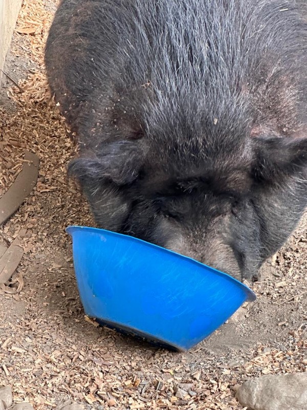 purujit1912 uploaded   1 year/s ago