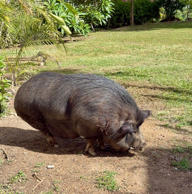 purujit1912 uploaded   317  day/s  ago