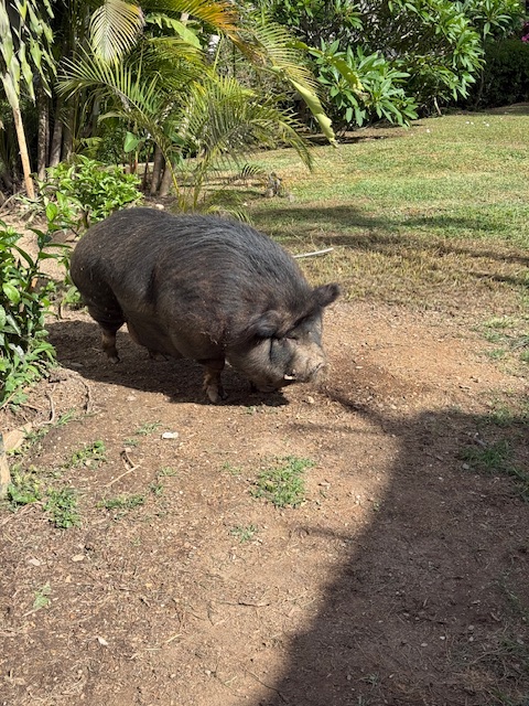 purujit1912 uploaded   317  day/s  ago