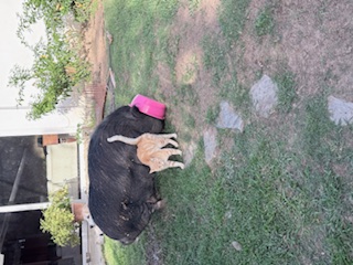 purujit1912 uploaded   160  day/s  ago