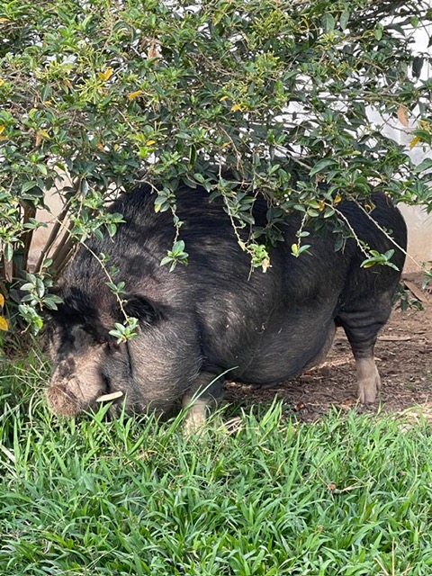 purujit1912 uploaded   351  day/s  ago