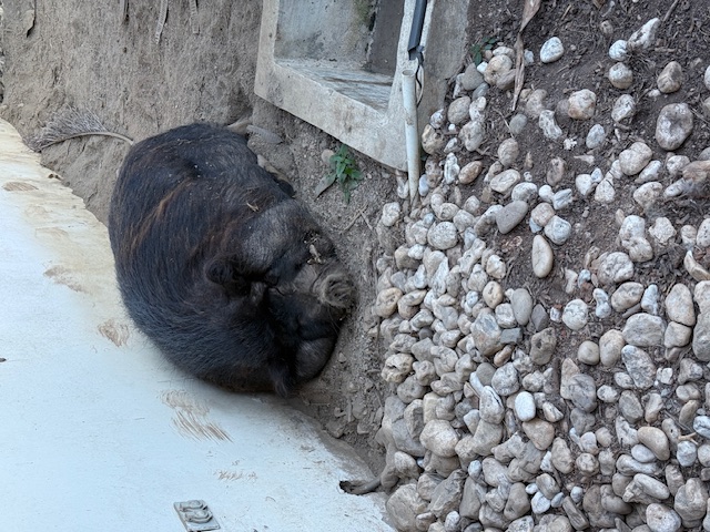 purujit1912 uploaded   272  day/s  ago