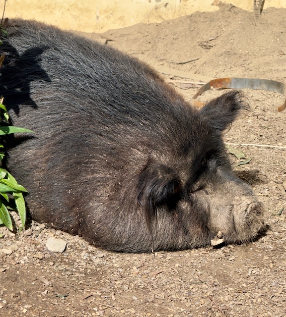 purujit1912 uploaded   317  day/s  ago