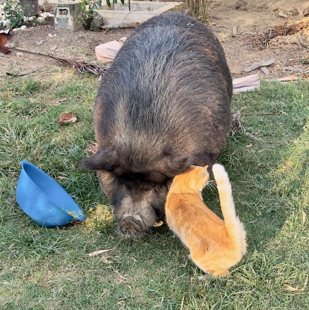 purujit1912 uploaded   1 year/s ago