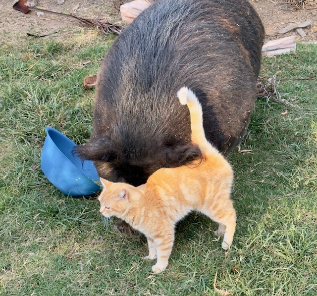 purujit1912 uploaded   1 year/s ago