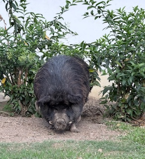 purujit1912 uploaded   160  day/s  ago