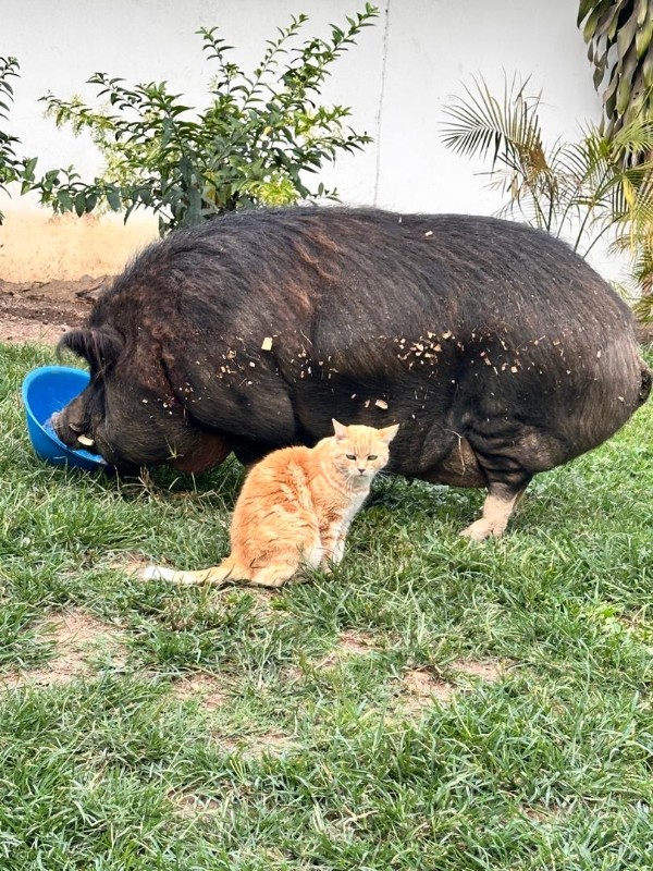 purujit1912 uploaded   232  day/s  ago