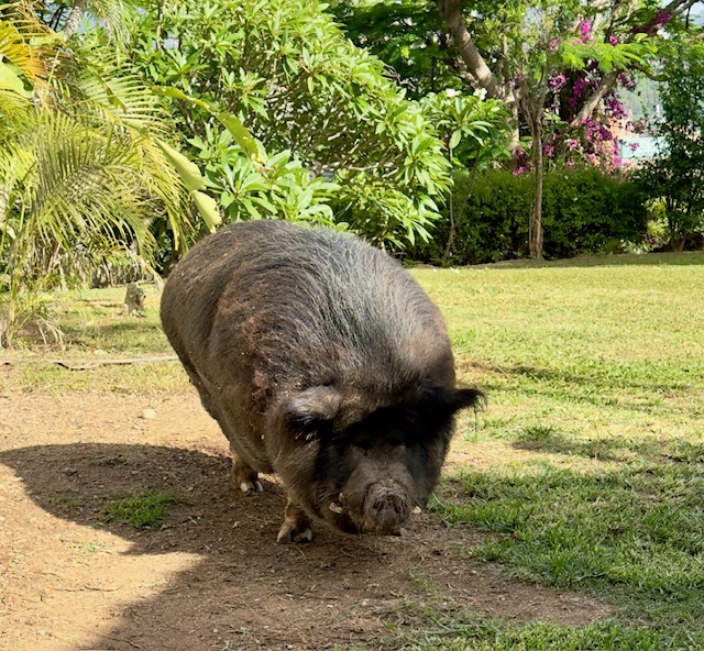 purujit1912 uploaded   317  day/s  ago