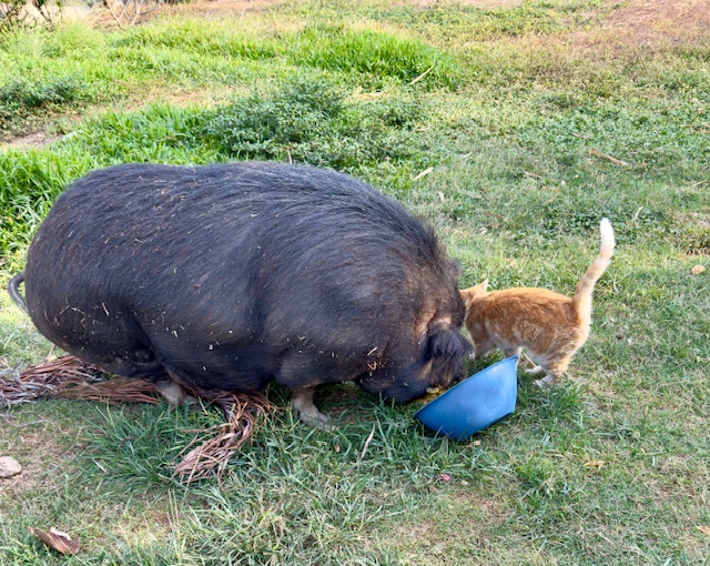 purujit1912 uploaded   1 year/s ago