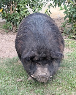 purujit1912 uploaded   160  day/s  ago