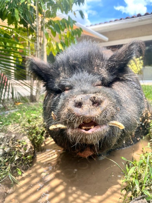 purujit1912 uploaded   125  day/s  ago