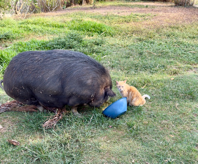 purujit1912 uploaded   1 year/s ago