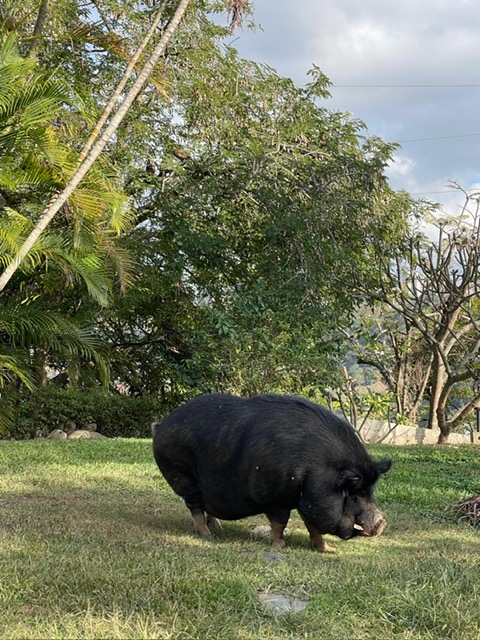 purujit1912 uploaded   1 year/s ago