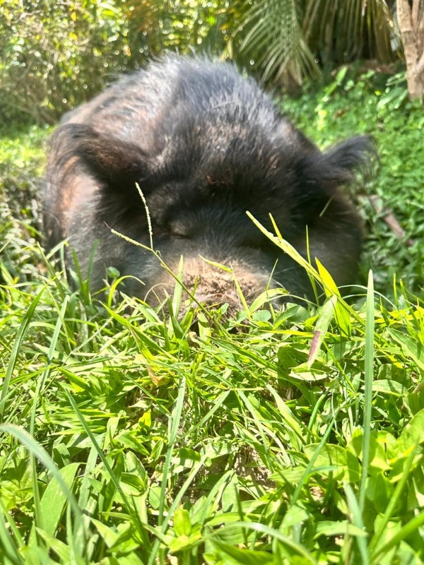 purujit1912 uploaded   232  day/s  ago