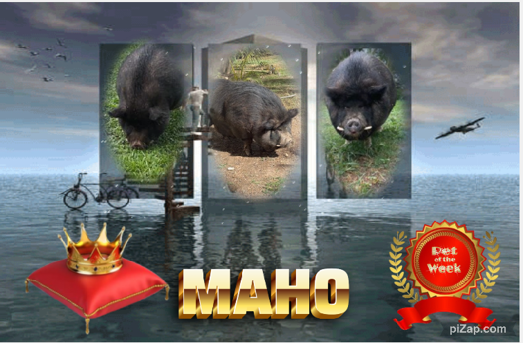 Maho of the purujit1912 family