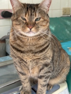 purujit1912 uploaded   342  day/s  ago