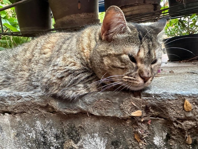 purujit1912 uploaded   1  day/s  ago