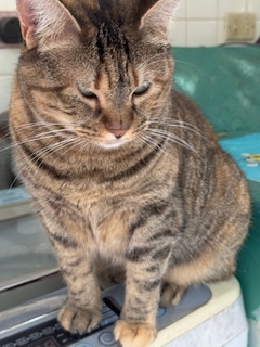 purujit1912 uploaded   342  day/s  ago