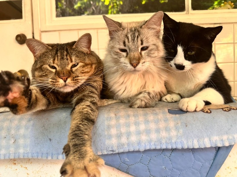 purujit1912 uploaded   349  day/s  ago