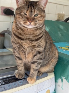 purujit1912 uploaded   342  day/s  ago