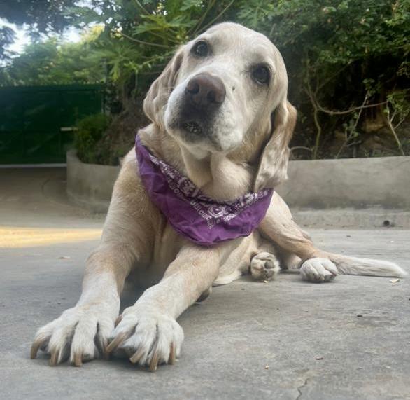 purujit1912 uploaded   2 year/s ago