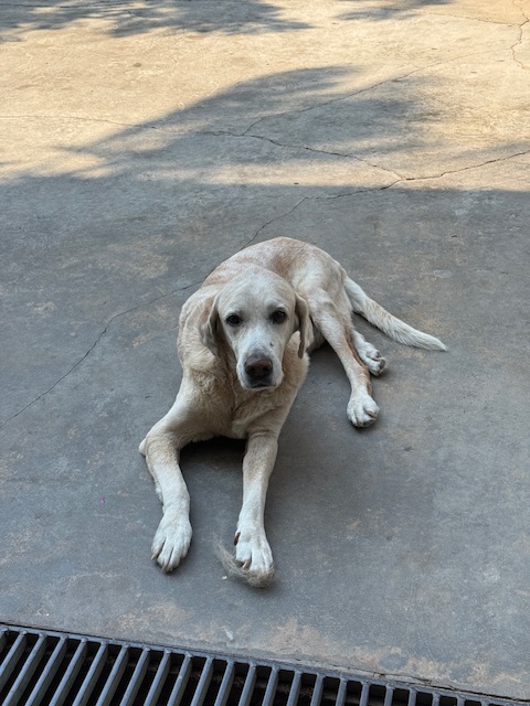 purujit1912 uploaded   1 year/s ago