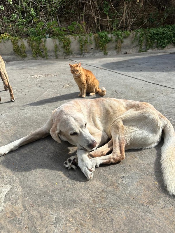 Shagui of the purujit1912 family