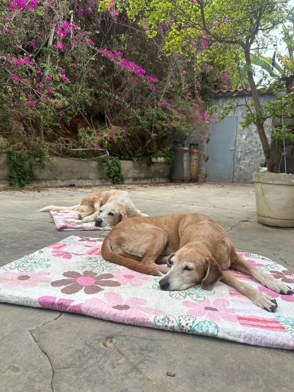 Shagui of the purujit1912 family