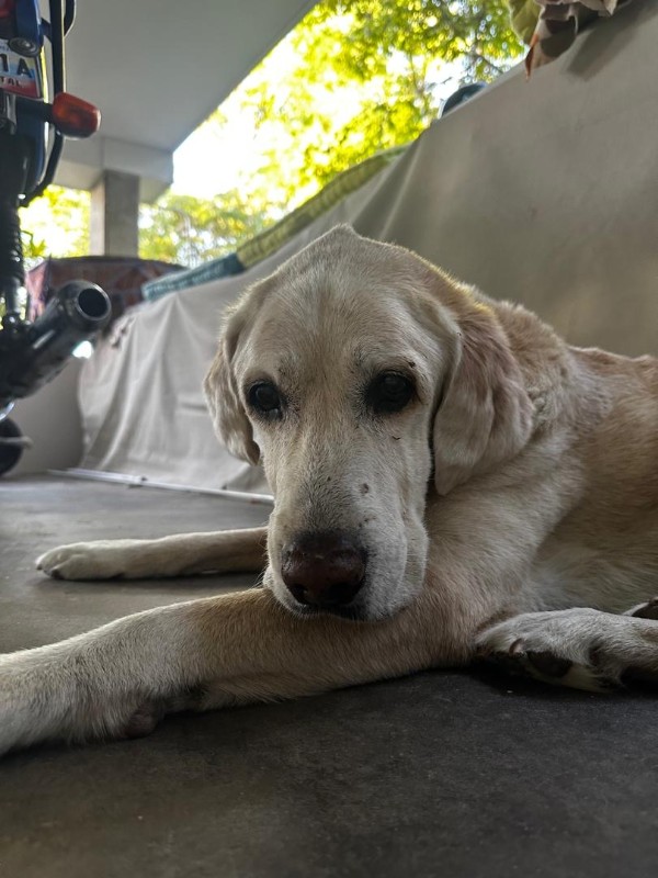 Shagui of the purujit1912 family