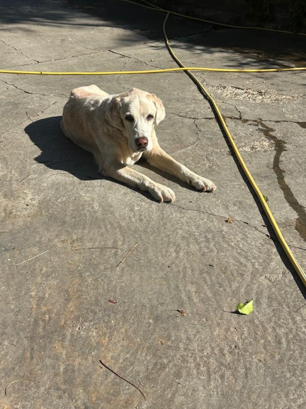 Shagui of the purujit1912 family