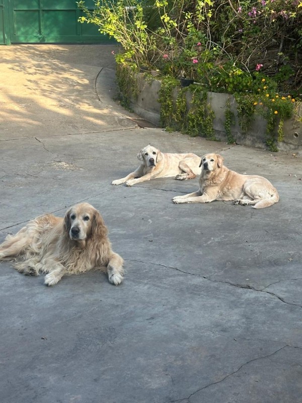 Shagui of the purujit1912 family