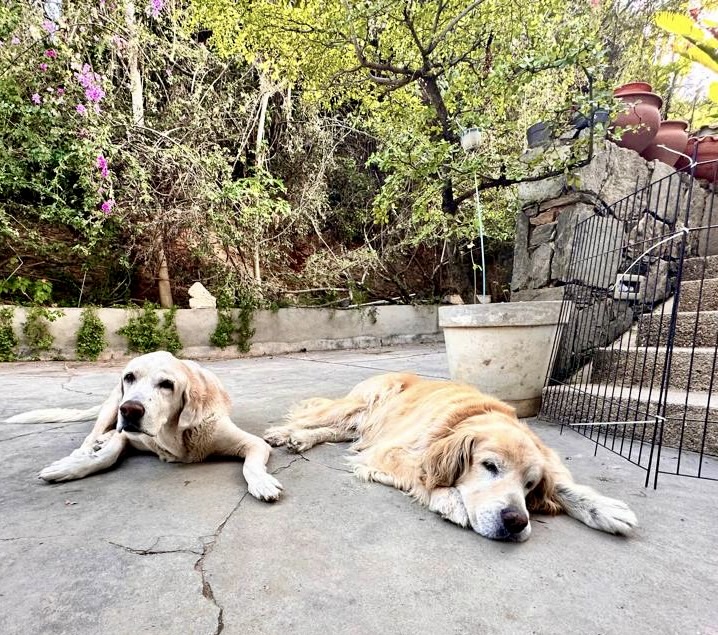 Shagui of the purujit1912 family