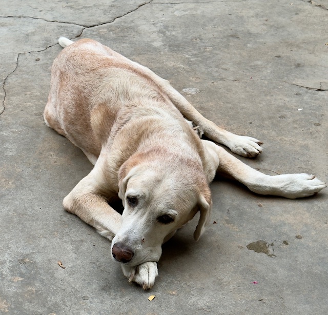 purujit1912 uploaded   1 year/s ago