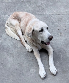 Shagui of the purujit1912 family