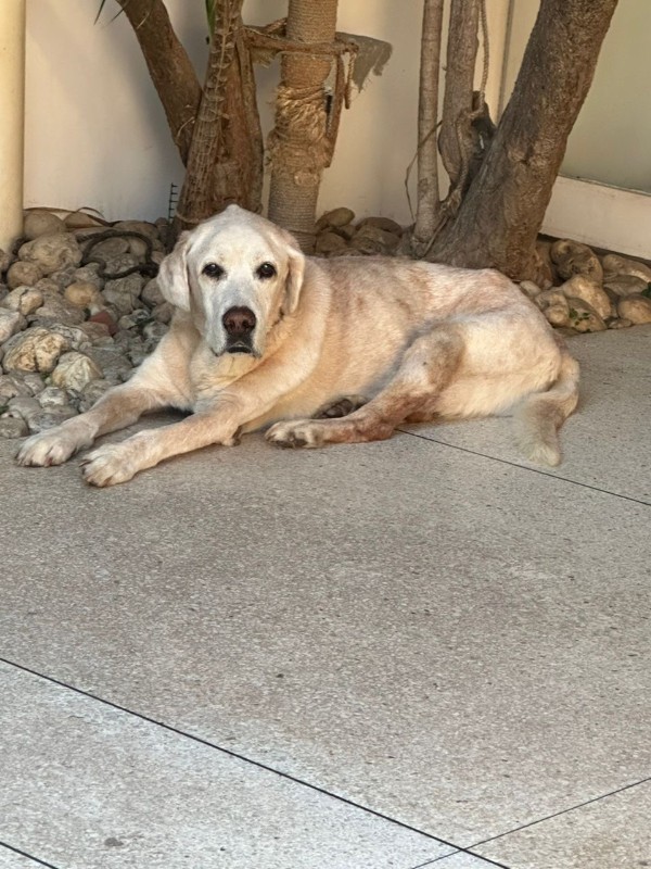 Shagui of the purujit1912 family