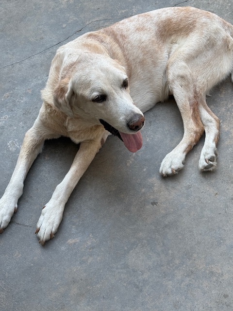 purujit1912 uploaded   1 year/s ago