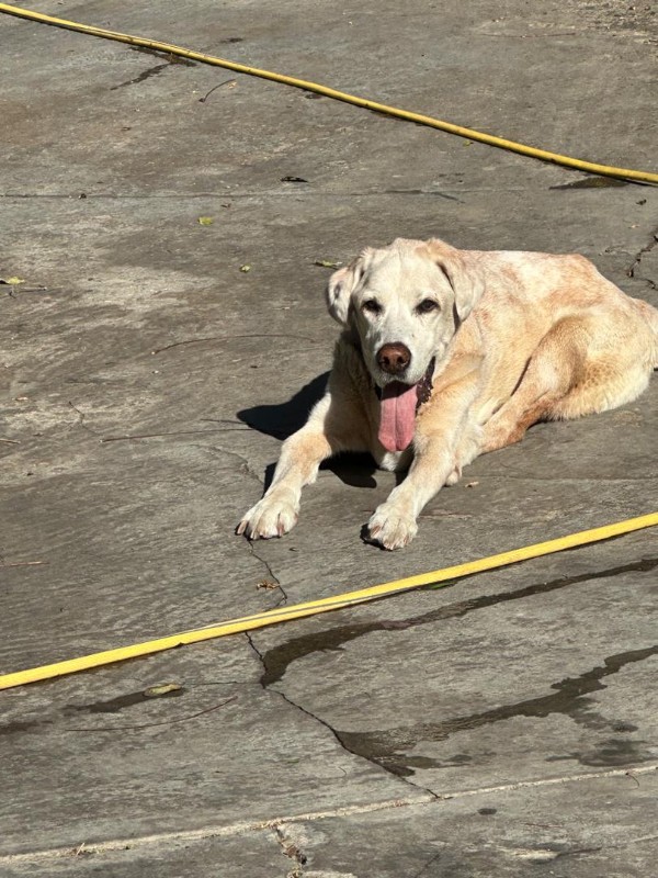 Shagui of the purujit1912 family