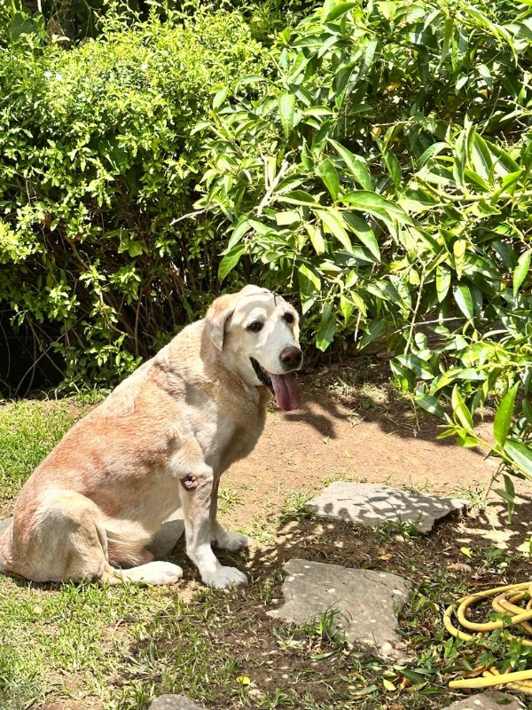 purujit1912 uploaded   313  day/s  ago