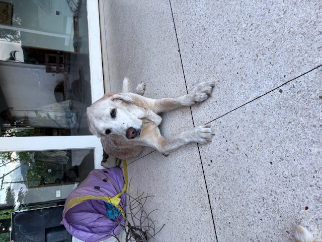 purujit1912 uploaded   272  day/s  ago