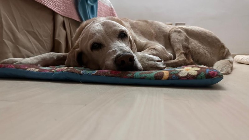 purujit1912 uploaded   1 year/s ago