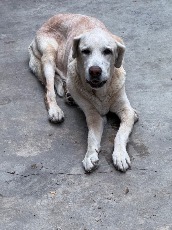 Shagui of the purujit1912 family