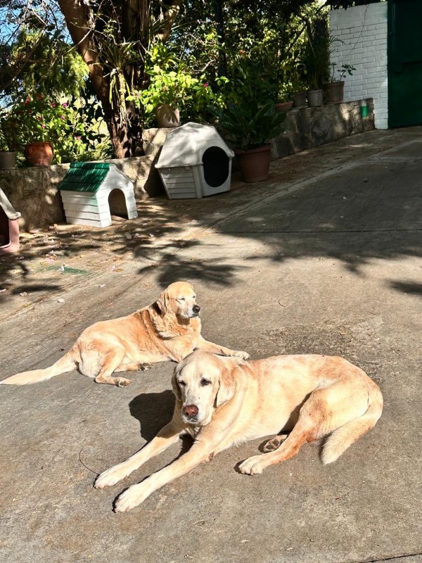 Shagui of the purujit1912 family