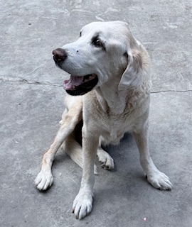 Shagui of the purujit1912 family