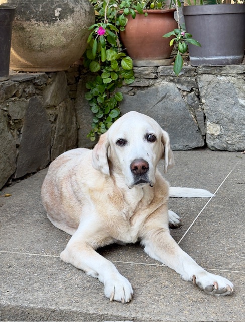 purujit1912 uploaded   1 year/s ago