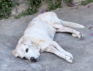 Shagui of the purujit1912 family